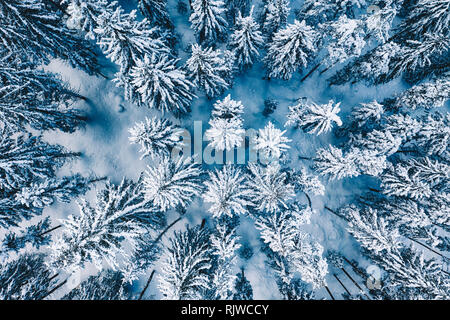 Les arbres et la neige dans une forêt en hiver. Nature fond haut Vue aérienne du drone. Banque D'Images