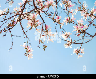 Belles fleurs rose clair (Orchid Tree) sur fond de ciel bleu. Banque D'Images