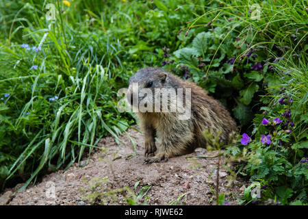 Alertes et vigilants marmotte la marmotte ou l'inspection de la randonnée homme curieusement sa tanière d'entrée dans le monde des Alpes bavaroises en Allemagne Banque D'Images