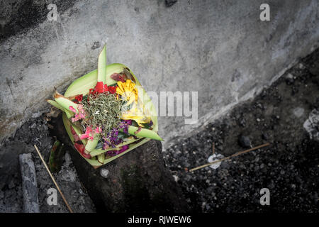 BALI, INDONÉSIE - 21 novembre 2013 : Offres de hindous balinais appelé Canang mangés par une vache sur la plage. Canang Sari est l'une des offrandes quotidiennes mad Banque D'Images