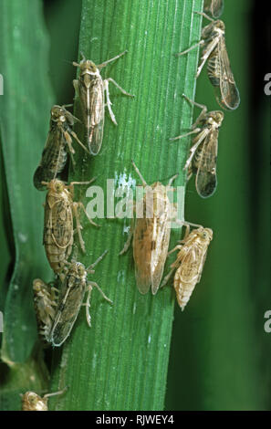 Cicadelle à dos blanc, Sogatella furcifera, nymphes et d'adultes sur les souches de riz Banque D'Images