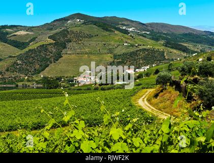 Vignobles de la région viticole du Haut-Douro, Pinhao, Vallée du Douro, Portugal Banque D'Images
