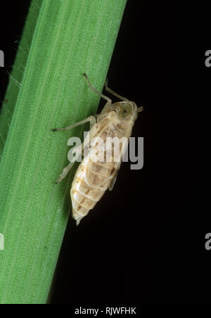 Cicadelle à dos blanc (Sogatella furcifera) nymphe de ravageur sur une feuille de riz, Luzon, Philippines Banque D'Images