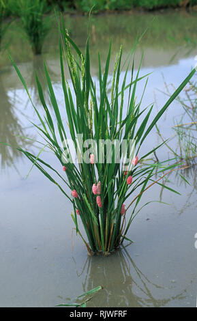 Oeufs de golden apple apple snail escargot ou canalisées, Pomacea caniculata, dans une rizière, Luzon, Philippines Banque D'Images