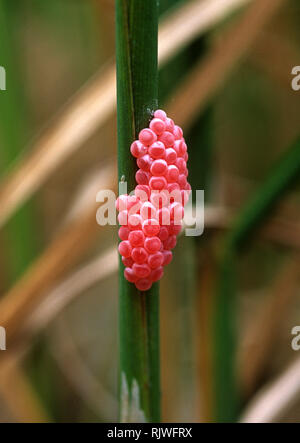 Oeufs de golden apple apple snail escargot ou canalisées, Pomacea caniculata, dans une rizière, Luzon, Philippines Banque D'Images