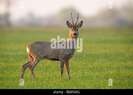 Chevreuil, Capreolus capreolus, buck en été dans une lumière douce. Banque D'Images