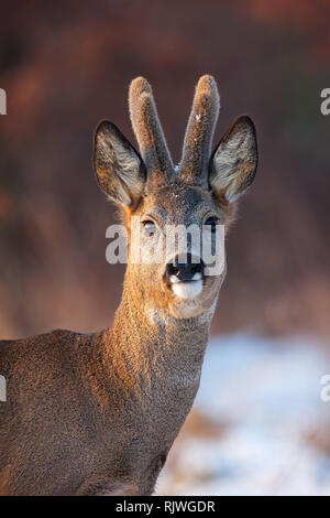 Portrait de Chevreuil, Capreolus capreolus, buck en hiver. Banque D'Images