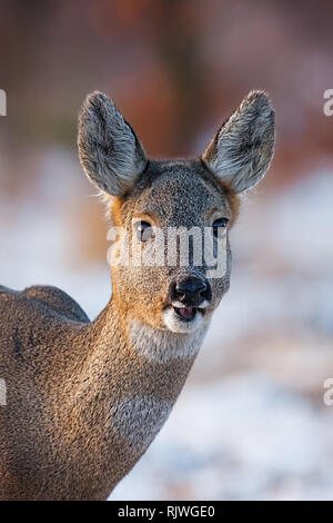 Portrait de Chevreuil, Capreolus capreolus, le doe en hiver. Banque D'Images