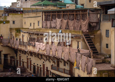 Séché sur des peaux de bêtes sur Fès tanneries de cuir pour la tannerie Chouara. est la plus ancienne encore en activité. Dans la médina de Fes El Bali. Fes, Maroc Banque D'Images