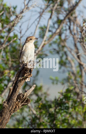 Une seule femelle à queue rouge ou Isabelline shrike sur un arbre mort, branche Lewa Wilderness, Lewa Conservancy, Kenya, Africa Banque D'Images