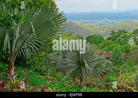 Bismarck bismarckia nobilis (palmiers) croissant en paysage Banque D'Images