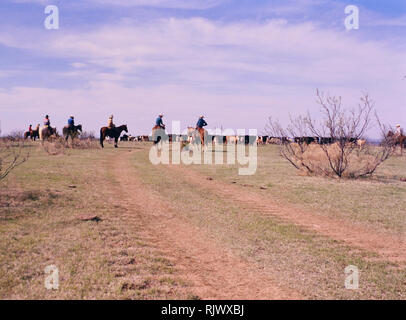 Cowboys holding au cours d'une harde de marque printemps sur un ranch au Texas Banque D'Images