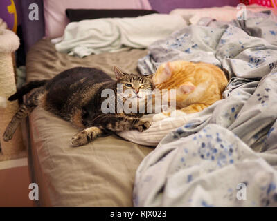 Le Mintie tabby et Mika l'orange tabby se blottir sur le lit Banque D'Images