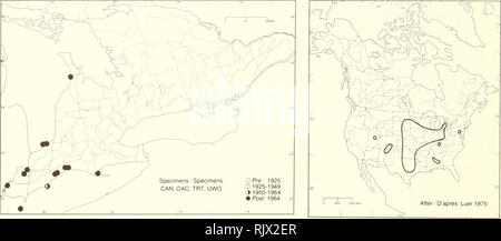 . Atlas des plantes vasculaires rares de l'Ontario. Les plantes rares, la botanique. Atlas des plantes vasculaires rares de l'Ontario / vasculalres Atlas des plantes rares de l'Ontario ORCHIDACÉES Spiranthes magnicamporum Sheviak Great Plains La spiranthe Spiranthe. HABITAT : prairies sablonneuses, rives, et le long des routes. Statut : rare au Canada. Menacée dans l'Ohio. Remarques : facilement négligé en raison de sa ressemblance avec le commun et répandu S. cernua (L.) Richard. HABITAT : PrÃ©s, rivages sablonneux et le long des routes. SITUATION : rare au Canada. MenacÃ©e en Ohio. REMARQUES : Difficile Ã reconnaÃ®tre en raison de sa Banque D'Images