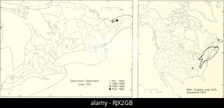 . Atlas des plantes vasculaires rares de l'Ontario. Les plantes rares, la botanique. Atlas des plantes vasculaires rares de l'Ontario / Atlas des plantes vasculaires rares de l'Ontario ORCHIDACEAE Platanthera grandiflora (Bigel.) Lindl. (Habenaria grandiflora (Bigel.) Torr., H. psycodes (L.) Spreng. var. grandiflora (Bigel.) Gray, P. psycodes (L.) LindI. var. grandiflora (Bigel.) Torr.) Grand purple platanthère blanchâtre de l'ouest PlatanthÃ¨re grandiflore. HABITAT : prairies humides et les forêts ouvertes. Statut : Rare au Delaware, Ohio, et de la Virginie. NOTES : overboiled facilement en raison de sa ressemblance avec la commune et répandue P. psycodes. Banque D'Images