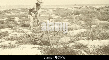 . Bulletin de recherche sur les atolls. Les récifs coralliens et d'îles ; biologie marine ; sciences de la mer. Figure 37- vue aérienne de l'île Tern, 11 décembre I966, montrant de plus en plus de la végétation le long des deux côtés de la piste. La Garde côtière américaine officielle photo. C. La Figure 38. C- S. Judd la plantation d'arbres Hau extrémité ouest de l'île Tern, 26 juin 1923. B. p. Bishop Museum Photo de E. H. Bryan, Jr.. Veuillez noter que ces images sont extraites de la page numérisée des images qui peuvent avoir été retouchées numériquement pour plus de lisibilité - coloration et l'aspect de ces illustrations ne peut pas parfaitement ressembler à l'œuvre originale.. Sm Banque D'Images