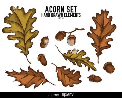 Vector collection d'acorn couleur tirées Illustration de Vecteur