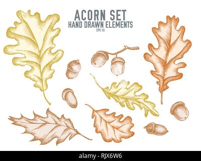 Vector collection de hand drawn acorn pastel Illustration de Vecteur