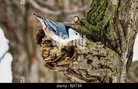 Montréal, Canada, 7 février 2019,.Sittelle à poitrine blanche en hiver.Credit:Mario Beauregard/Alamy Live News Banque D'Images