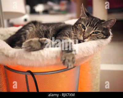 Le Mintie tabby sur son lit Banque D'Images