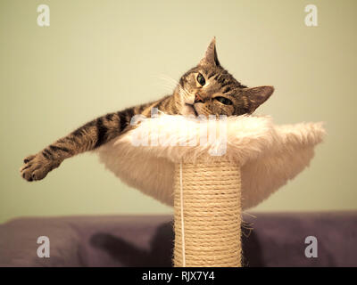 Le Mintie tabby sur son lit Banque D'Images