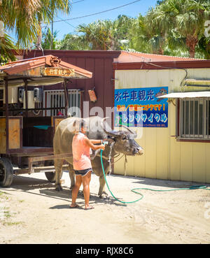 Un buffle obtient un bain (Île Taketomi lavage de voiture) dans les rues d'Île Taketomi Village sur l'île de Taketomi (Taketomijima), îles Yaeyama, au Japon. Banque D'Images