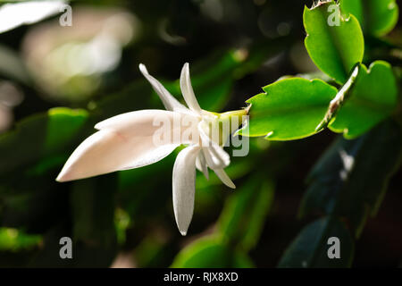 Fleurs de cactus de Noël avec des fleurs blanches et pistils rose Banque D'Images