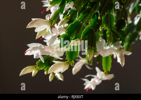 Fleurs de cactus de Noël avec des fleurs blanches et pistils rose Banque D'Images