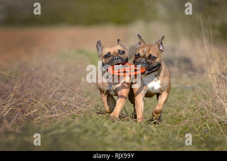 Photo d'action de deux chiens Bouledogue Français fauve exécutant vers la caméra en maintenant un jouet frisbee ensemble dans leur museau Banque D'Images