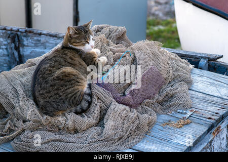 Les sans-abri de chat sur le net sur le bateau de pêche Banque D'Images