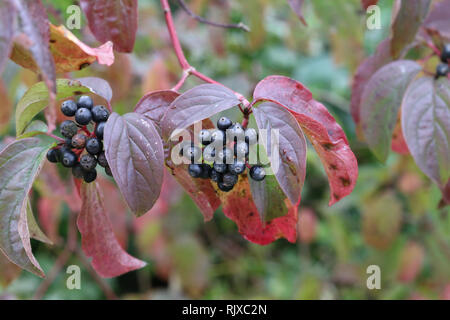 Baies noires / baies noires sur les branches Banque D'Images