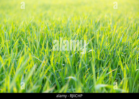 Close up retour allumé vert herbe low angle Banque D'Images