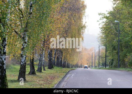 lieu des bouleaux en couleurs d'automne Banque D'Images
