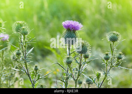 Cirsium vulgare, lance le chardon, chardon vulgaire, commun Chardon, chardon de courte durée avec des plantes à tiges garnies d'épines et de feuilles, de fleurs de mauve rose Banque D'Images