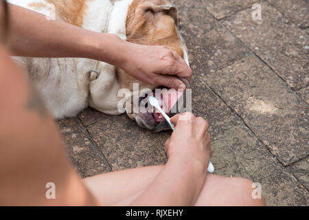 Gros plan horizontal d'une femme se brosser les dents de basset hound avec une brosse à dents Banque D'Images