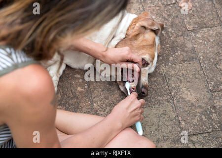 Gros plan horizontal d'une femme se brosser les dents de basset hound Banque D'Images