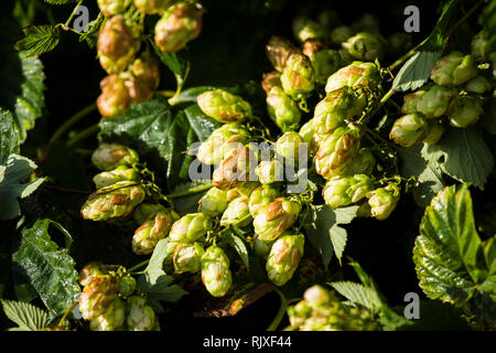 Hop la récolte à Larkins Brewery, Chiddingstone, Kent Banque D'Images