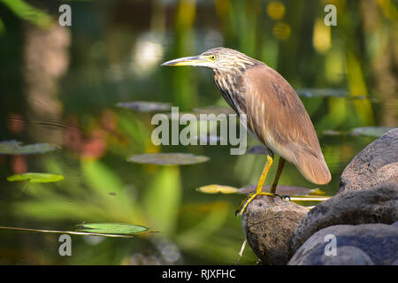 Heron Indian Pond, Paddybird, Ardeola grayii, Goa, Inde Banque D'Images