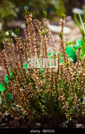 Calluna vulgaris (connu sous le nom de bruyère commune, callune, ou simplement heather). Diversité des plantes en pot de fleurs de la ville. Heather de diverses espèces. erica colorés Banque D'Images