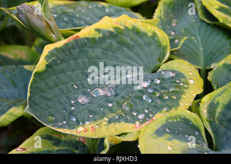 Grandes gouttes de pluie sur une large feuille verte de l'usine Banque D'Images