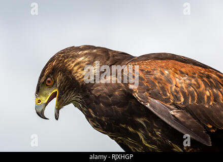Close-up view of mature Harris's Hawk avec bec ouvert Banque D'Images