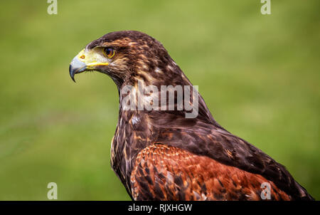 Close-up view of mature Harris's Hawk Banque D'Images