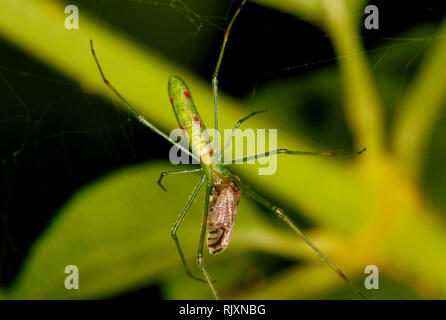 Orb Spider tissage de la mâchoire longue, femme, avec Kill, Famille, Tetragnathidae, Coorg, Karnataka, Inde Banque D'Images
