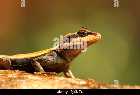 South Indian Rock Agama, Psammophilus dorsalis, Nandi Hills, Bangalore, Karnataka, Inde Banque D'Images