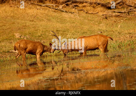 Cerf sambar dans un simulacre de combat, Rusa unicolor, Pench Parc National Madhyapradesh, Inde Banque D'Images