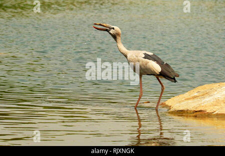 Bec ouvert stork, Anastomus oscitante, Ranganathittu Bird Sanctuary, Karnataka, Inde Banque D'Images