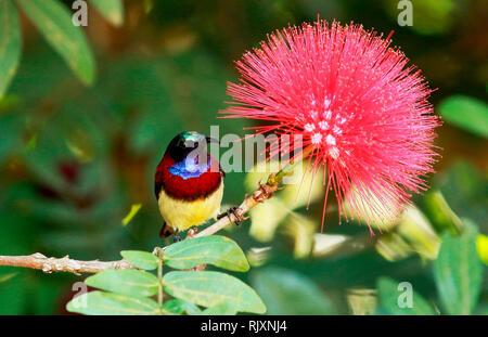 Crimson soutenu sunbird, minima Leptocoma, homme, Coorg, Karnataka, Inde Banque D'Images