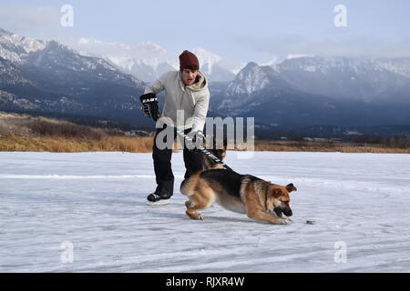 Un homme pratique son stick handling, gardant le palet loin de ses chiens sur un étang gelé dans les Rocheuses canadiennes. Banque D'Images