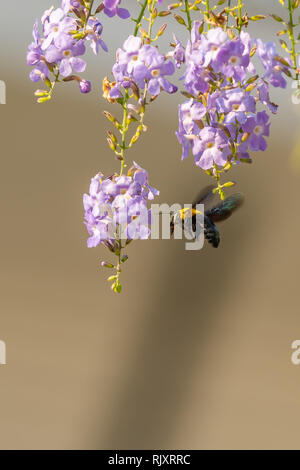 Tropical volant abeille charpentière approchant le Duranta flower Banque D'Images