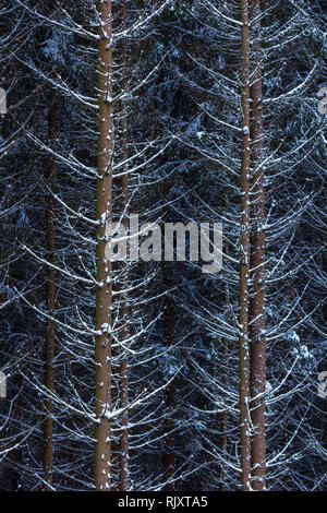 La neige sur les branches d'arbre de l'épinette dans les bois sur un jour d'hiver froid et gris Banque D'Images